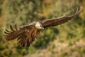 Traditionally considered an old world vulture, it actually forms a minor lineage of accipitridae together with the egyptian vulture (neophron percnopterus), its. Der Bartgeier Ruckkehr Eines Urbayern Nationalpark Berchtesgaden