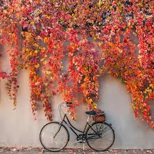 Pin Von Nick Auf The Art Of Slow Living Herbst Halloween Herbst Natur