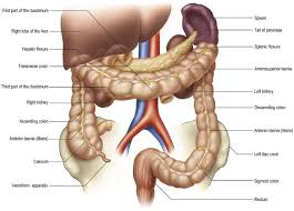 Western michigan university.) dialogue —write the speaker's name, followed by a colon and. Anatomy Of The Caecum Appendix And Colon Surgery Oxford International Edition