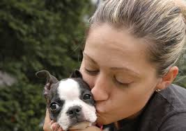 I'd like to know if it's normal for a boston terrier to have very little hair on his belly and on the inside of his legs? Boston Terrier