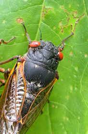 Seemingly overnight, an area can be overwhelmed with thousands, if not millions, of flying bugs that seem to be everywhere. How Do You Pronounce Cicada The Boston Globe