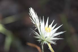 Image result for Macledium sessiliflorum