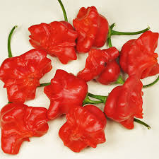 Image result for Capsicum baccatum