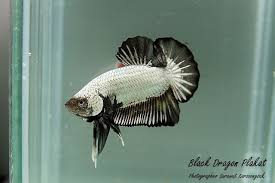 Pin On Bettas