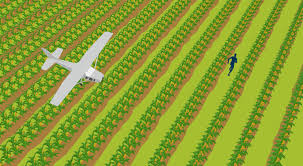 Maybe you would like to learn more about one of these? Field Of Dreams A Chinese Corn Thief In Iowa Yangyang Cheng Supchina