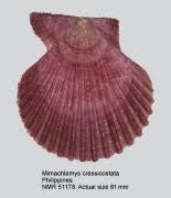 Image result for Cleistochlamys