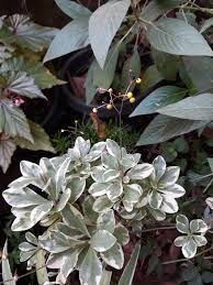 Image result for Talinum portulacifolium