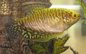 Untuk itu, berikut adalah cara mudah berbudidaya ikan tawar jenis sepat yang bisa anda coba, antara lain: Ikan Sepat Hias Kuning Awalnya Dari Sepat Ini Ikan Hias Air Tawar Laut Dan Aquarium