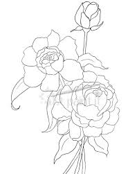 Peony Coloring Page Jpg 801 1001 Flower Coloring Pages Coloring Pages Flower Drawing