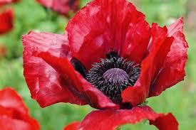 Ten Facts You Probably Didn T Know About Poppies Papaver Poppies Plants