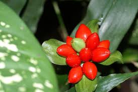 Image result for Scadoxus membranaceus