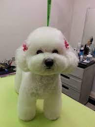 Japanese Style Of Grooming Dog Grooming Styles Bichon Frise Puppy Dog Grooming Diy