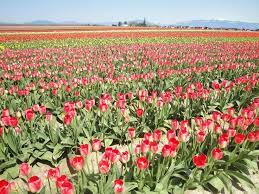 Long beach began when henry harrison tinker bought a land claim from charles e. Pin On Beautiful Flowers