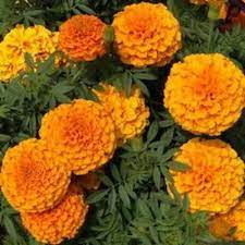 The beautiful thing is that the fresh flowers would be delivered right at your doorstep. Yellow Fresh Marigold Flower Shelf Life One Week Price 60 Inr Kilograms Id 6205766