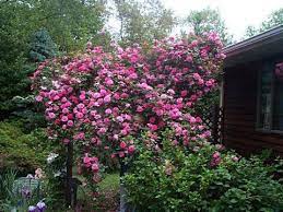 Zepirine Drouhin Rose Another Pergola Possibility Climbing Roses Zephirine Drouhin Rose Growing Roses