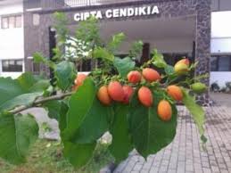 Tanaman hias buah yang cukup banyak diminati masyarakat adalah jeruk nagami. 6 Tanaman Hias Buah Yang Indah Dan Bermanfaat Bibit Online