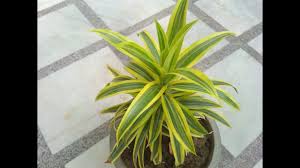 This is a slow growing plant that can be used as a table plant, bush, or short tree. Song Of India Plant Dracaena Reflexa Hindi How To Grow Care Song Of India Plant Youtube