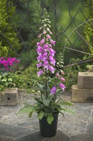Image result for Digitalis purpurea