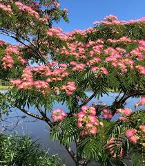 Image result for Albizia petersiana
