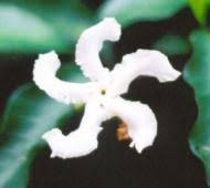 Image result for Tabernaemontana ventricosa