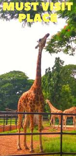 Top Places To Visit In Mysore Our Travel Story Places To Visit Zoo In India Mysore Zoo