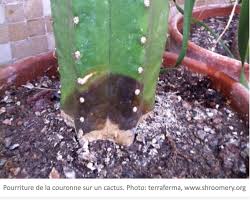 Il est passé d'un appartement à chez moi dehors dans le pot. Comment Sauver Un Cactus Pourri Jardinier Paresseux