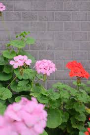 De edelweiss, een kleine witte bloem, is het nationale symbool van oostenrijk. Geraniums