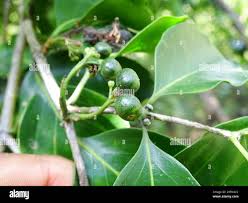 Image result for Psydrax