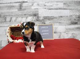 The current median price for all auggies sold is $2,045.00. Auggie Dog Female Black Tan And White 2989924 Petland Dunwoody Puppies For Sale