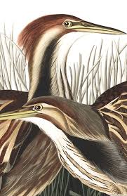 See more ideas about free high resolution images, image, high resolution images. Audobon S Birds Of America Art Released As Free High Res Downloads For Printing Boing Boing