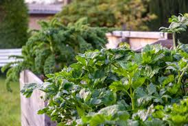 Mischkultur Gute Nachbarn Schlechte Nachbarn Ein Stuck Arbeit In 2020 Mischkultur Schlechte Nachbarn Stangenbohnen