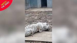 Watch the white tiger online free where to watch the white tiger the white tiger movie free online World S Ugliest White Tiger Bred Through Incest In Cruel Bid To Make Money Mirror Online