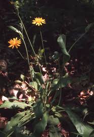 Image result for Emilia caespitosa