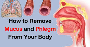 Flush Mucus Fast From Your Body With These Effective Home Treatments Evidence Based Mucus Heartburn Home Treatment