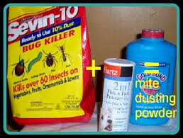 They carry and transmit diseases from one reptile to another. Bird Mite Treatment Strategies For The Home