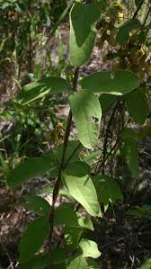 Image result for Sphedamnocarpus angolensis