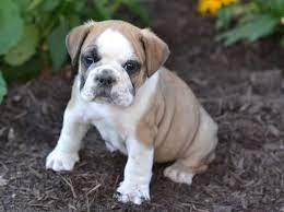 How big do french bulldogs get? Pug And English Bulldog Miniature Bulldog Pug Mixed Breeds English Bulldog Puppies Cute Puppies