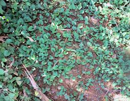 Image result for Merremia emarginata