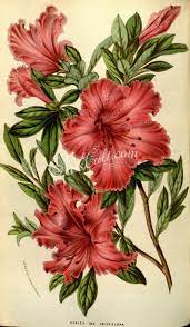 Flowers 11463 Azalea Indica Crispiflora Vintage Printable Illustration Digital Download Picture Image Public Domain Book Page Plate High Flower Drawing Flower Art Flower Painting