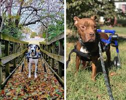 Image result for invalid dog wheelset