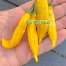 Image result for Capsicum baccatum