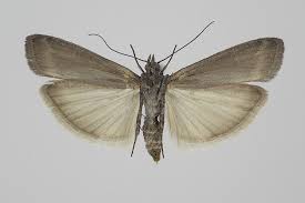 Image result for Pyla fusca