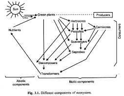 Sep 28, 2020 · an api diagram documents the routines and protocols of an api to clarify its structure and behavior. Ecosystem It S Structure And Functions With Diagram