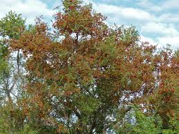 Image result for Combretum hereroense