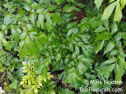 Image result for Anchomanes