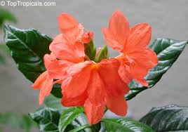 Image result for Crossandra pyrophila