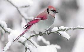 Beside this one we have thousands of other full versions of the best live wallpapers in our collection. 71 Bird Wallpapers For Free Wallpapers Com