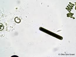 Image result for Limnophyton