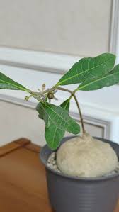 Image result for Raphionacme madiensis