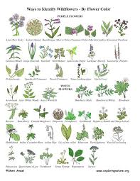 Maybe you would like to learn more about one of these? Image Result For Herb With Serrated Lobed Leaves And White Flowers Plants Flower Identification Leaf Identification
